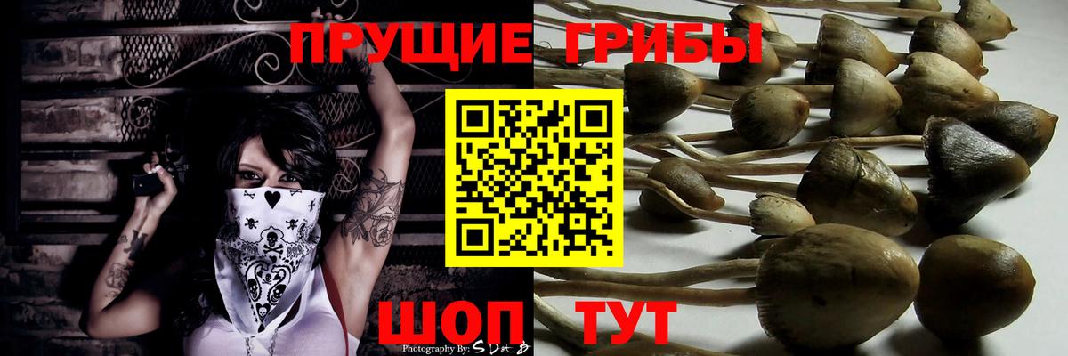 купить наркотики цена  Галлюциногенные грибы GOLDEN TEACHER  Таганрог  Вход с VPN  Псилоцибиновые грибы Psilocybe 